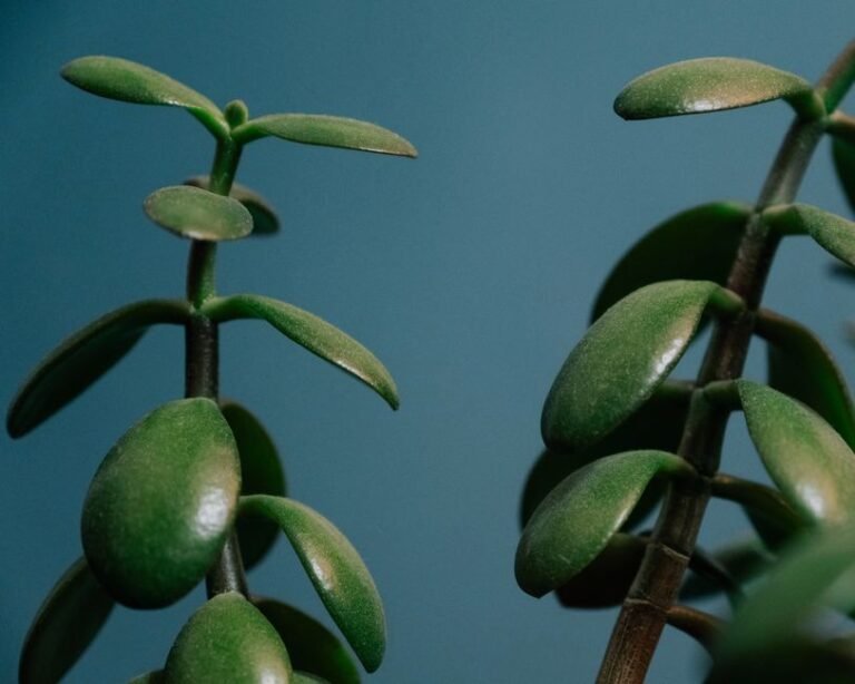Growing money tree concept illustrating how to build passive income with ETFs and long-term investing