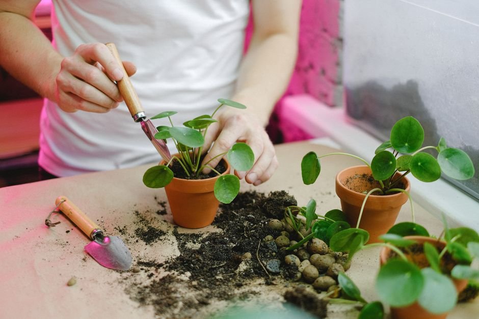 Invest 100 euros in ETF with money growing plant concept