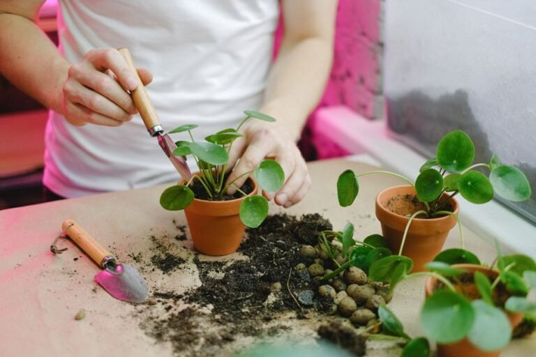 money growing plant symbolizes compound interest of thesaurierend ETF